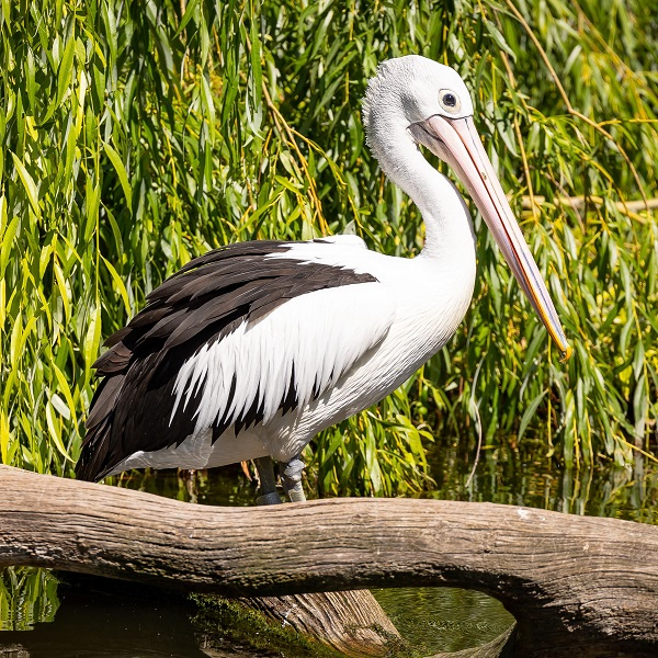 Lieblingstierbesuch - Pelikan