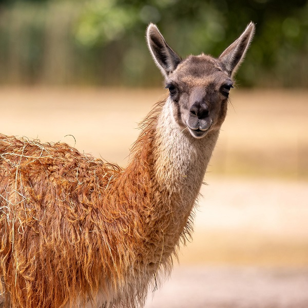 Tierpark-Tageskarten flexibel