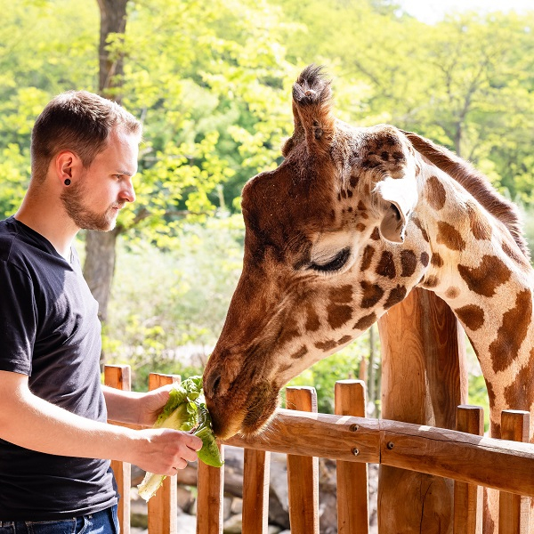 Lieblingstierbesuch - Giraffe