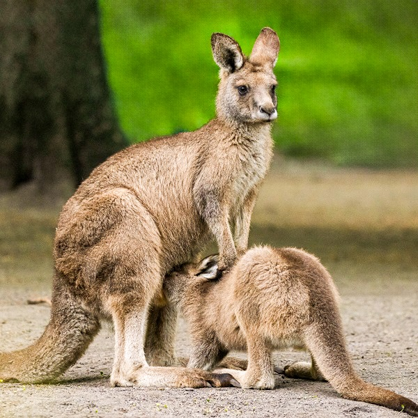 Lieblingstierbesuch - Känguru