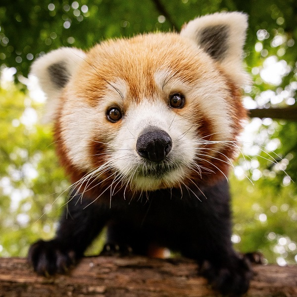 Lieblingstierbesuch - Roter Panda