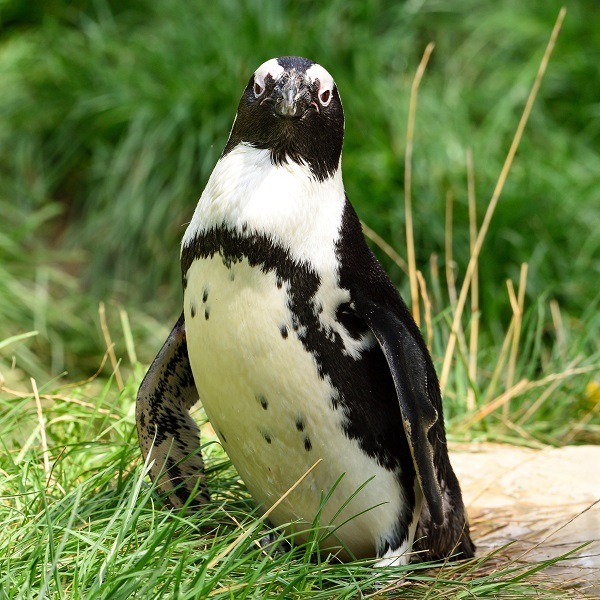 Lieblingstierbesuch - Pinguin