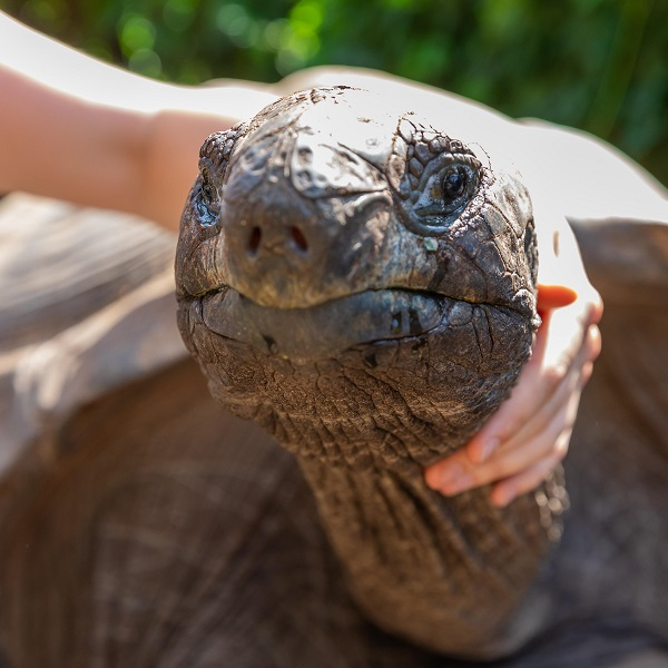 Lieblingstierbesuch - Riesenschildkröte