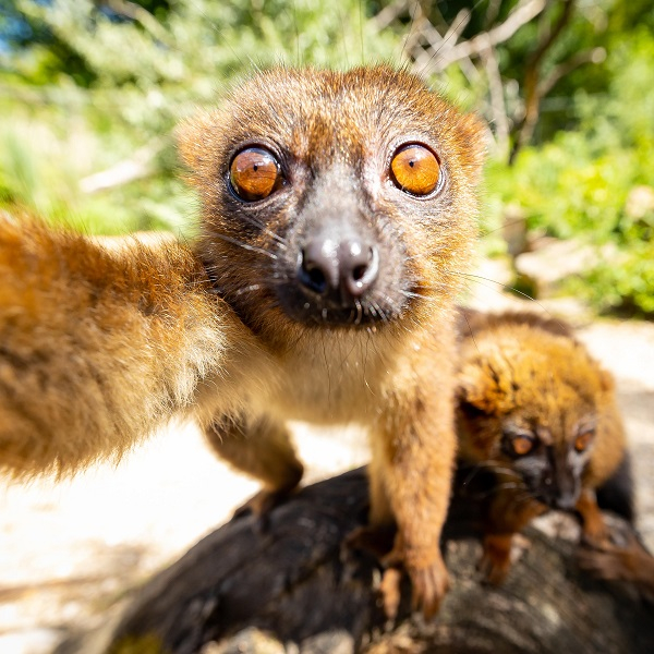 Lieblingstierbesuch - Lemur