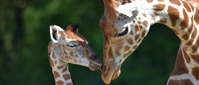 Design: Mother's Day