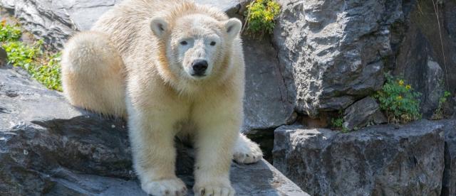 Auf einem großen Felsen sitzender Eisbär